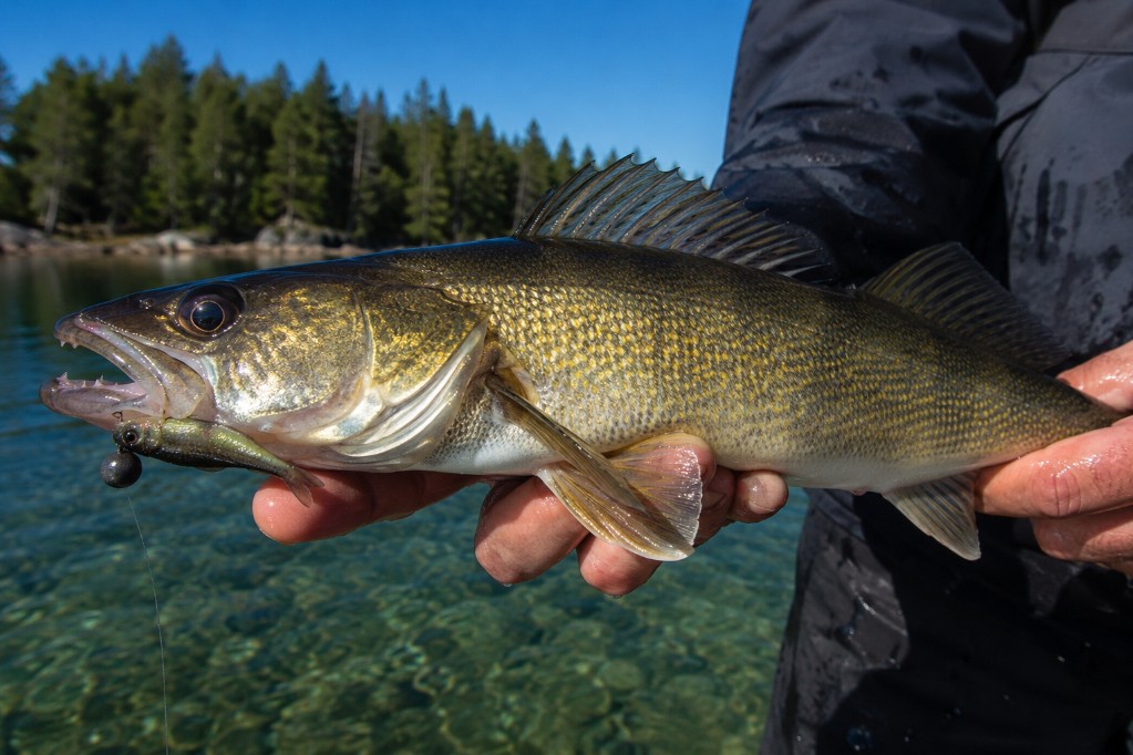 Close-up of a healthy Ontario walleye held over the water beside a jig and minnow